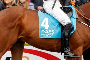 Racehorse at Punchestown sponsored by Bord na Mona Recycling Bord na Mona